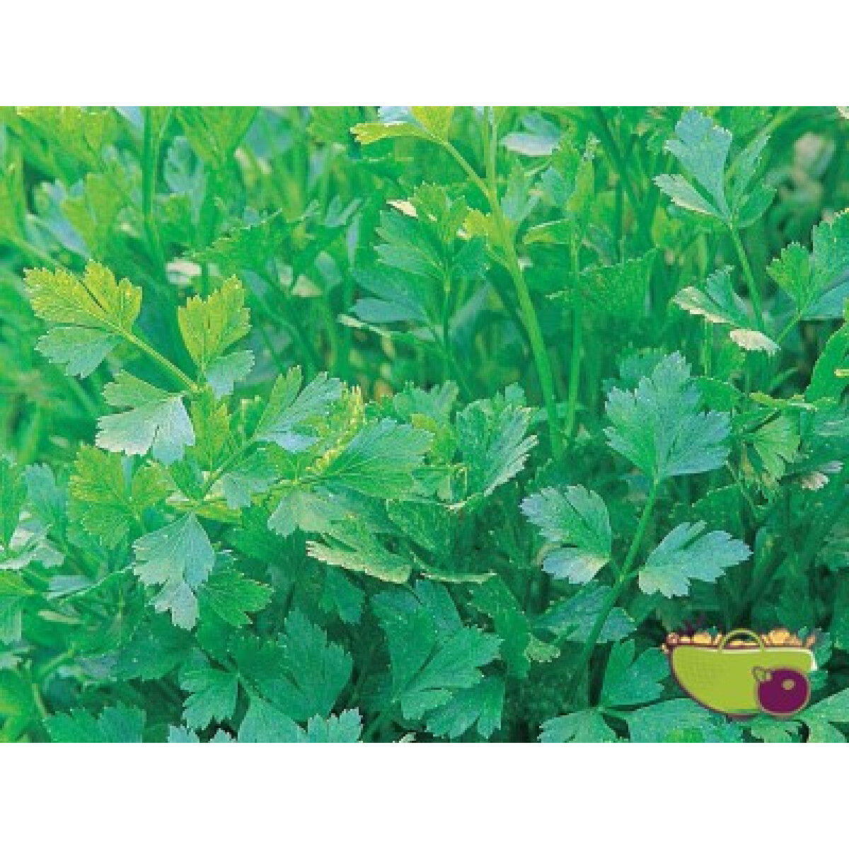 Parsley Flat بقدونس بلدي Offah